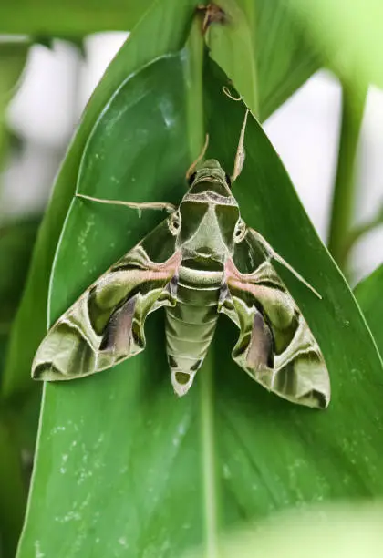 Photo of Strange butterfly