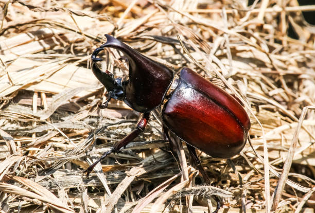 Stag or Rhinoceros beetle Stag or Rhinoceros beetle on dry grasses. hercules beetle stock pictures, royalty-free photos & images