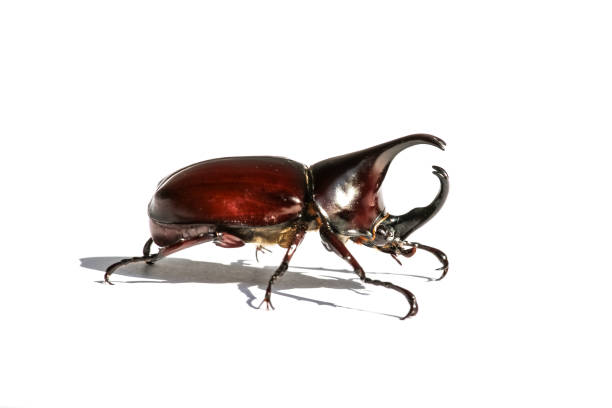istock Stag or Rhinoceros beetle 1054958302