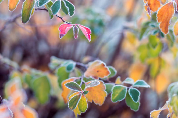 Colorful frosted leaves in early chilly morning as background stock photo