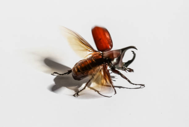 istock Stag or Rhinoceros beetle 1054958690