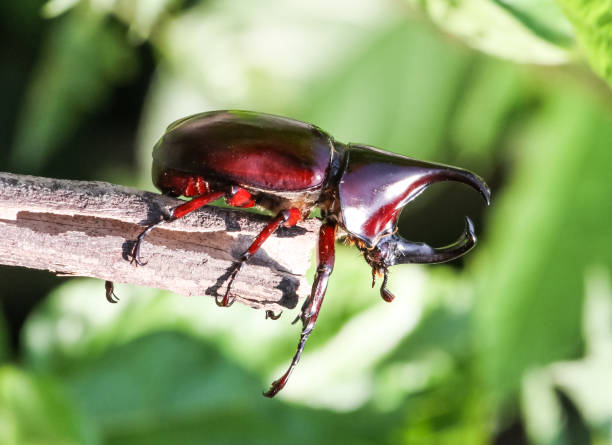 Stag or Rhinoceros beetle Stag or Rhinoceros beetle on dry wood. hercules beetle stock pictures, royalty-free photos & images