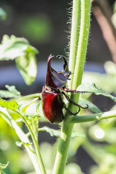 Stag or Rhinoceros beetle Stag or Rhinoceros beetle on dry wood. hercules beetle stock pictures, royalty-free photos & images