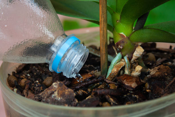 istock Closeup of watering plant 1054959182