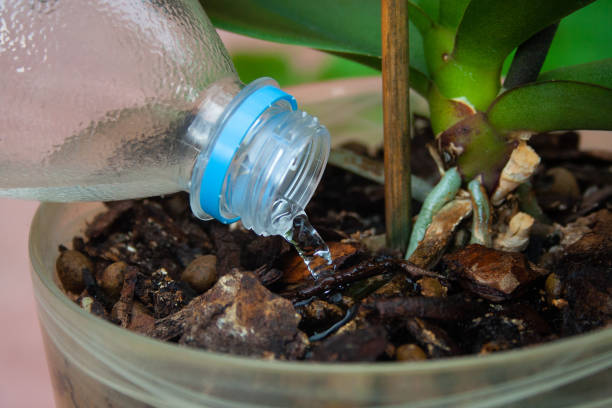 istock Closeup of watering plant 1054959184