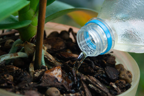 Closeup of watering plant