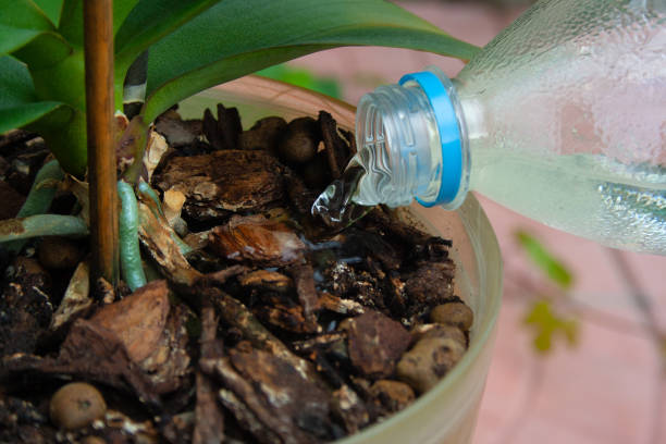 istock Closeup of watering plant 1054959204