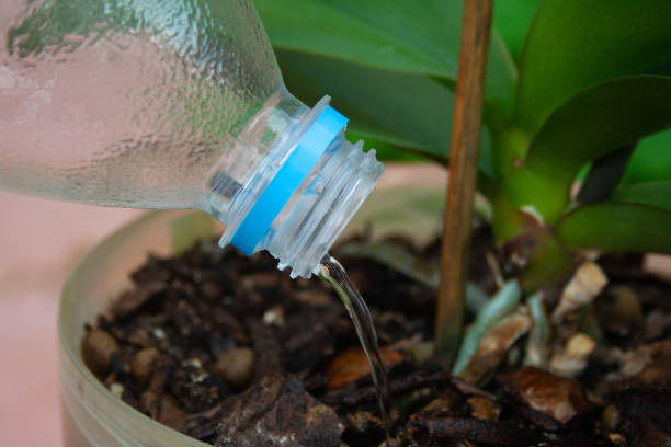 istock Closeup of watering plant 1054959230