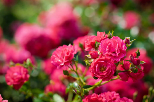istock Rose flower on a green blur background. 1054959408