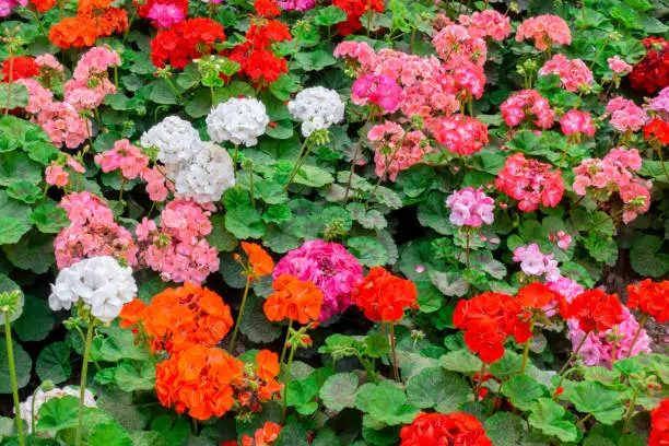 beautiful flower bed of colorful blooming geranium like background in park