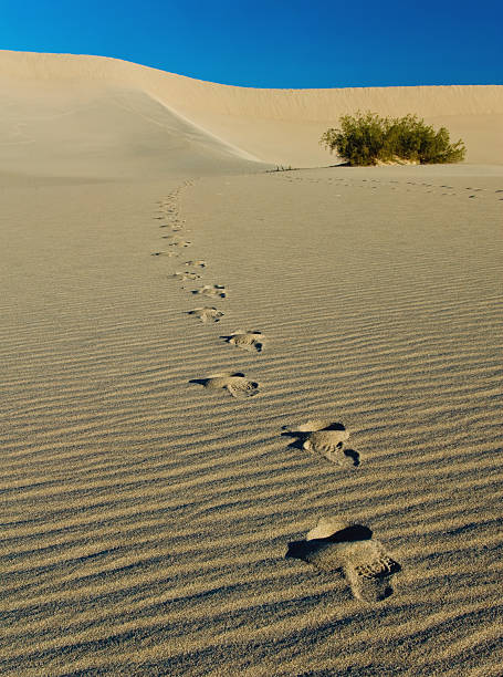 istock Sand Dunes in Death Valley National Park  105495987