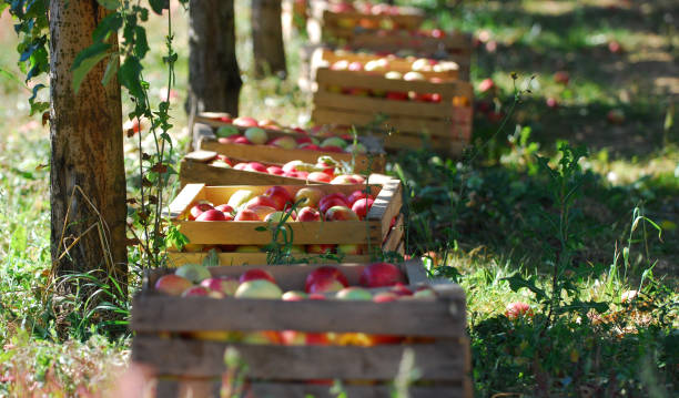 istock ripe apples in a wood crates,shallow dof 1054961988