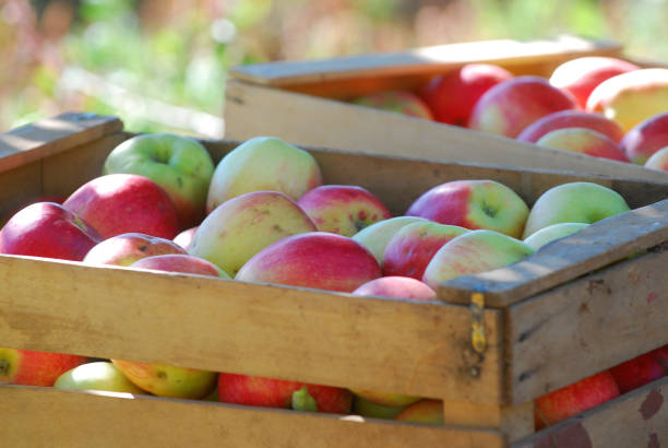 istock ripe apples in a wood crates,shallow dof 1054961990