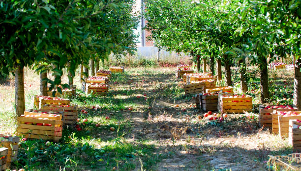 istock ripe apples in a wood crates,shallow dof 1054961992