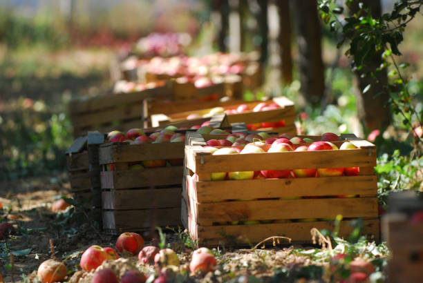 istock ripe apples in a wood crates,shallow dof 1054961994