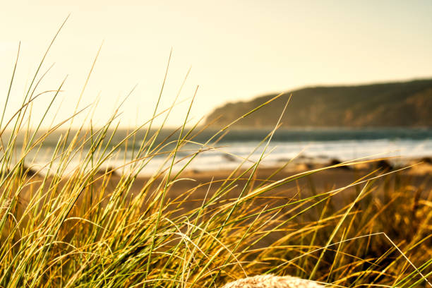istock Tall Grass on Beach Sunset Outdoors Ocean Landscape Calm Warm Image 1054962126