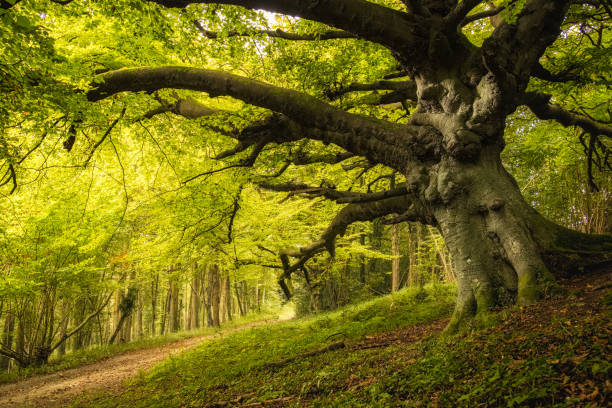 Old Beech tree in woodland on Goodwood estate in England Tree lined track underneath an ancient Beech tree with dense green foliage in a woodland on the Goodwood Estate near Chichester in England ivy tree bark wood stock pictures, royalty-free photos & images