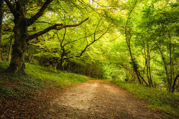 pathway through dense green woodland on Goodwood estate in England Tree lined track underneath the dense green foliage of a woodland on the Goodwood Estate near Chichester in England ivy tree bark wood stock pictures, royalty-free photos & images