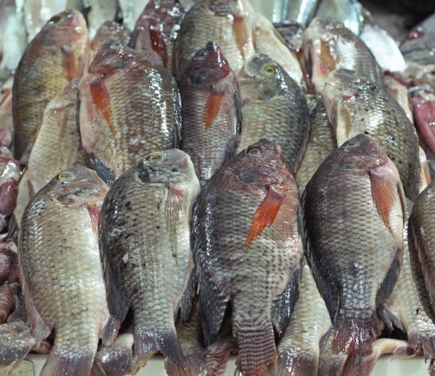 istock tilapia fish for sell in a market 1054963320