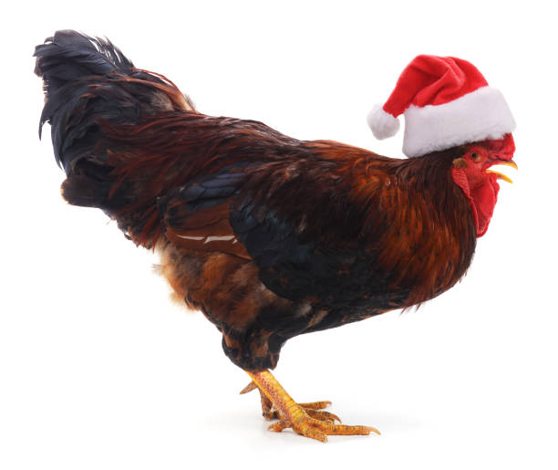 istock Cock in a Christmas hat. 1054967186
