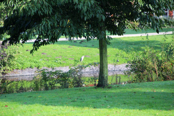 istock view on a park scene in amsterdam netherlands 1054967316