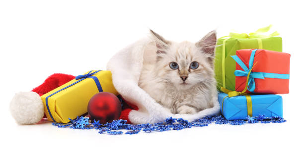 istock Kitten with Christmas gifts. 1054970756