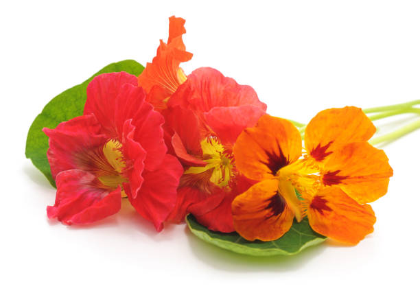 istock Red nasturtium with leaves. 1054970784