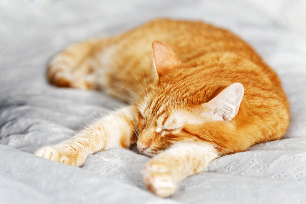 istock Closeup portrait of ginger cat lying on a bed 1054971332