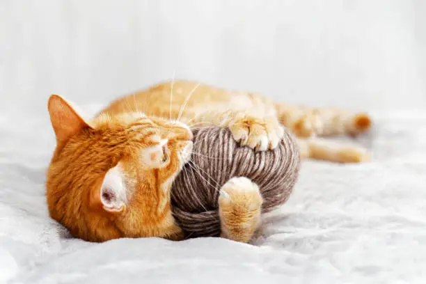 Orange cat playing with a ball of yarn lying on the bed. Shallow focus, blurred background.