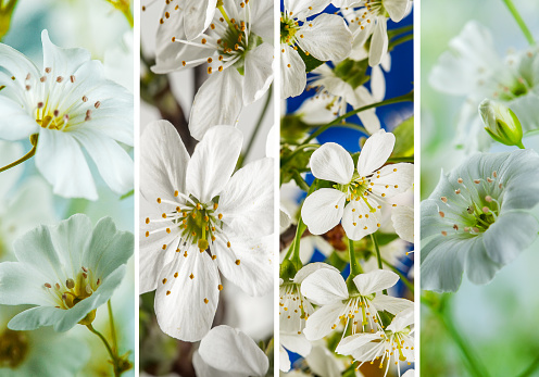 a collage of four parts of blooming spring flowers