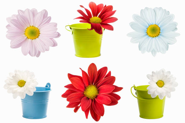collage of flower chrysanthemum