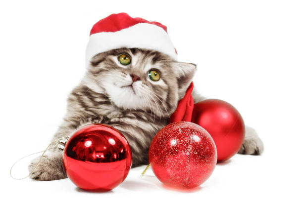 istock Baby Cat wearing Santa's Hat 1054974304