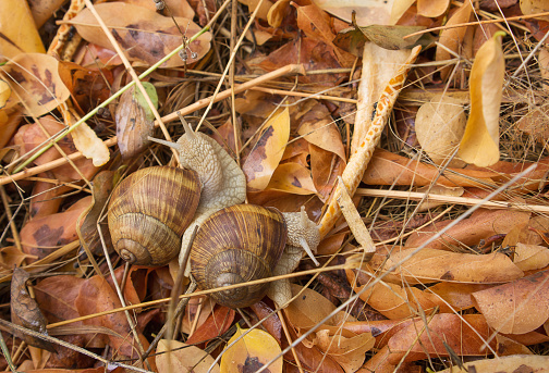 Two snails in the autumn forest in yellow leaves. Autumn background image, selective focus.