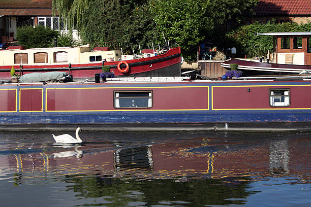 Barge and Swan stock photo