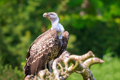 Natural closeup of a Ruppell's griffon vulture Gyps rueppellii bird of prey perched on a branch in a green forest
