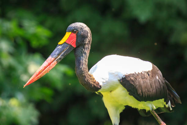 istock Close up of a saddle-billed stork (Ephippiorhynchus senegalensis) standing in a green meadow 1054977174