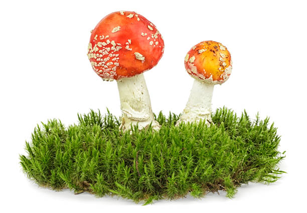istock Two mushroom on the green moss, white background. 1054977270