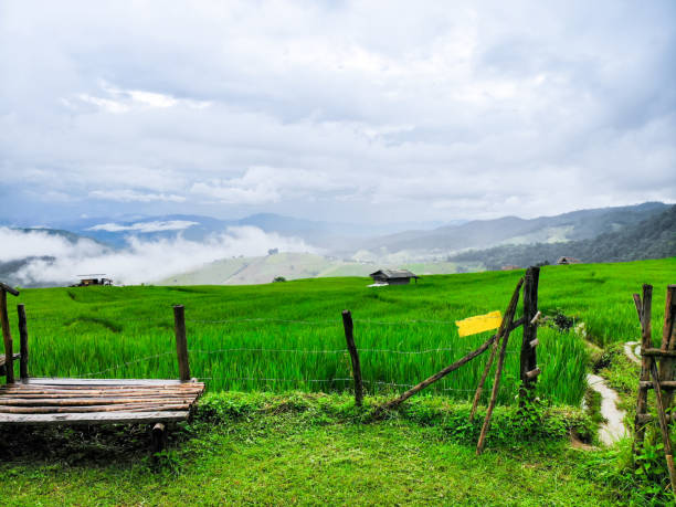 istock Beautiful Terraced rice field in harvest 1054977724