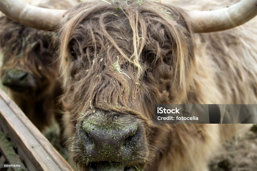 Wild Ox Park Stock Photo - Download Image Now - Animal, Animal Body Part,  Animal Head - iStock