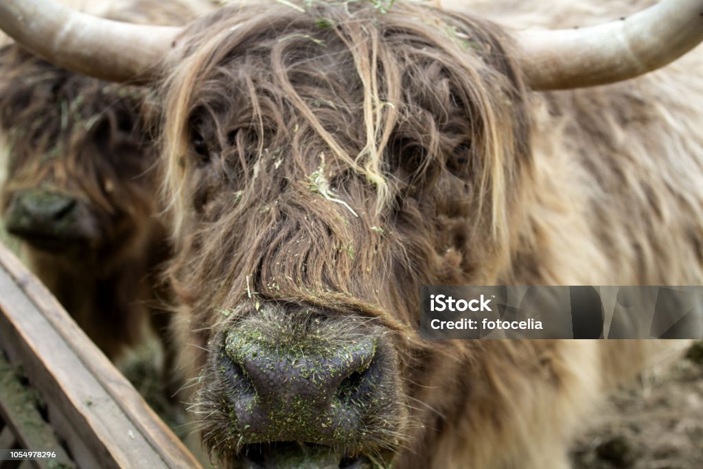 Wild Ox Park Stock Photo - Download Image Now - Animal, Animal Body Part, Animal Head - iStock Wild Ox Park Stock Photo - Download Image Now - Animal, Animal Body Part, Animal Head - iStock