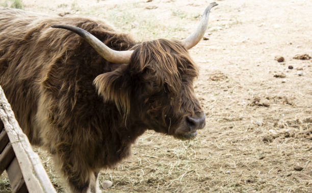 Wild Ox Park Stock Photo - Download Image Now - Eating, Musk Ox, Animal -  iStock