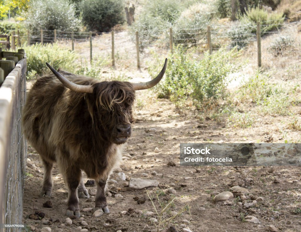 Wild Ox Park Stock Photo - Download Image Now - Animal, Animal Body Part,  Animal Head - iStock