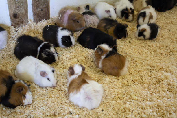 istock Guinea pigs on farm 1054979402