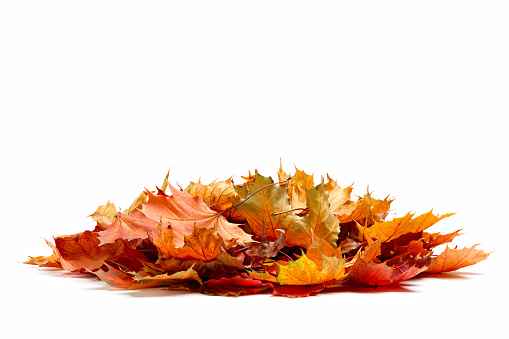 Pile of autumn colored leaves isolated on white background.A heap of different maple dry leaf .Red and colorful foliage colors in the fall season