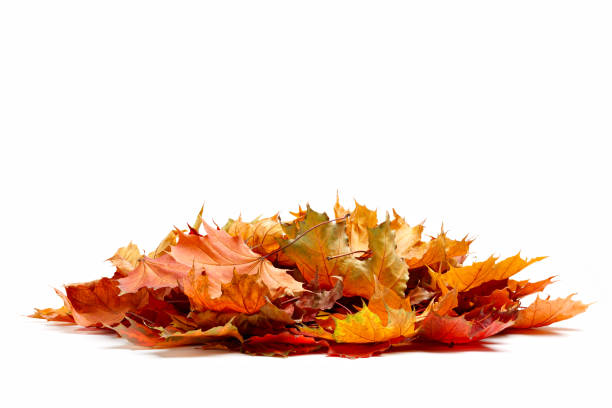 stos jesiennych kolorowych liści izolowanych na białym tle. kupa różnych klon suchy liść . czerwone i kolorowe kolory liści w sezonie jesiennym - dry leaves zdjęcia i obrazy z banku zdjęć