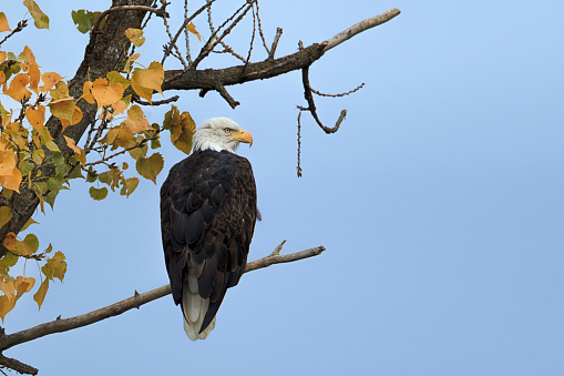 An American bald eagle is perched in a tree with autumn leaves near Kootenai Wildlife Refuge in Bonners Ferry, Idaho.