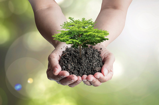 World soil day and environmental concept with tree planting on topsoil