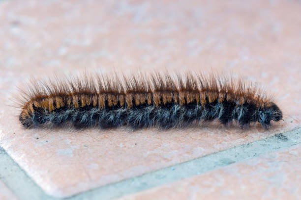 On my patio tiles. About 3inch long.
