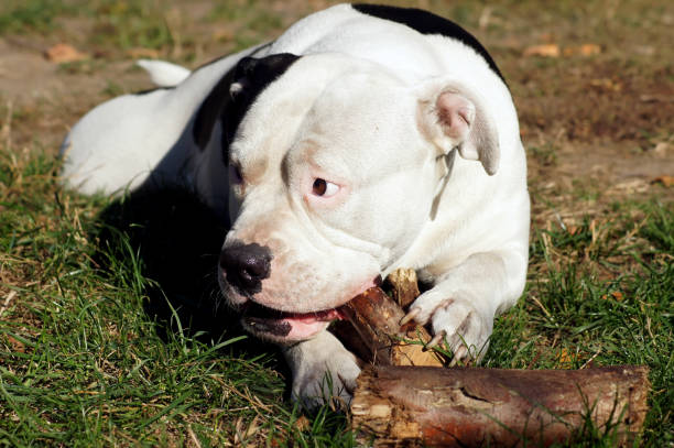 istock Bulldog Nibbles at Wood 1054988928