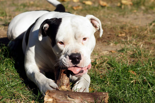 istock Bulldog Nibbles at Wood 1054989108
